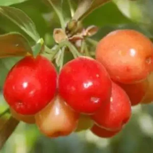 Cornus mas 'Panchavero'