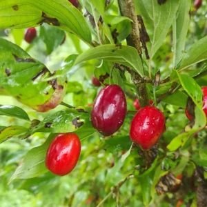 Cornus mas 'Szafer'