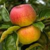 Pommier 'Court Pendu Rouge'