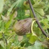 Figuier 'Lebedinaya Sheya'