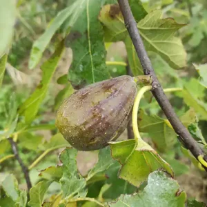Figuier 'Lebedinaya Sheya'