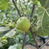 Figuier 'Madeleine des 2 Saisons'