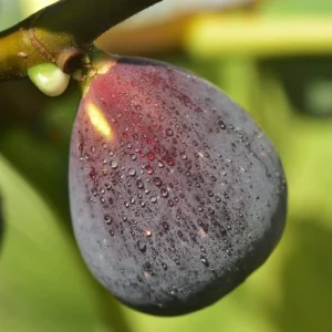 Figuier 'Rouge de Bordeaux'