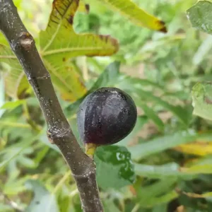 Figuier 'Chernyy Lebed'
