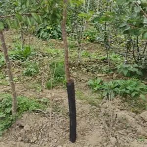 Filet de protection pour arbres fruitiers Flexguard