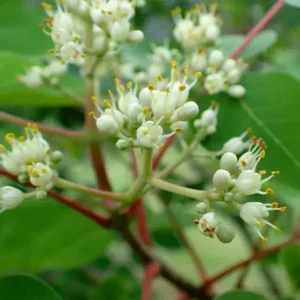 Arbre à Miel - Tetradium daniellii