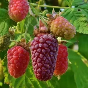 Framboisier X 'Buckingham'