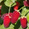 Framboisier X 'Loganberry'