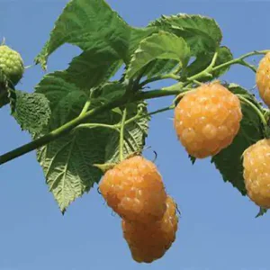 Framboisier 'Fall Gold'