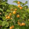 Framboisier 'Golden Queen'