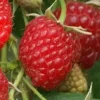 Framboisier 'Polka'