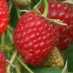 Framboisier 'Polka'