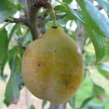 Prunier 'Goutte d'Or de Coe'