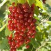 Groseillier 'Junifer'