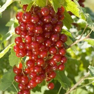 Groseillier 'Junifer'