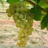 Vigne sans pépin 'Himrod'
