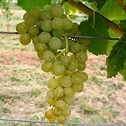 Vigne sans pépin 'Himrod'