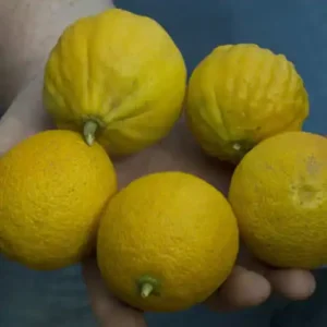 Ichang Papeda 'Ivia'