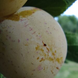 Prunier 'Mirabelle Badoual'