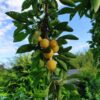 Prunier 'Mirabelle Badoual'