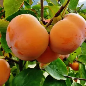 Kaki 'Farmacista Cicilia' (nain)