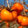 Kaki 'Fuyu'