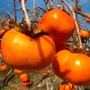 Kaki 'Fuyu'