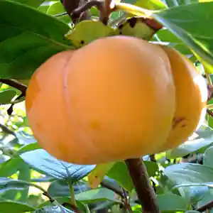 Kaki 'Jiro'