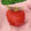 Kaki 'Chuchupaka'