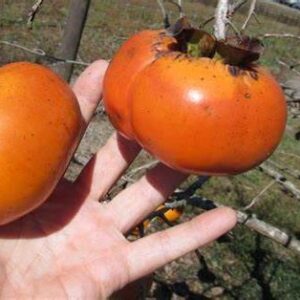 Kaki 'Hana Fuyu'