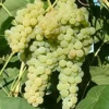 Vigne sans pépin 'Lakemont'