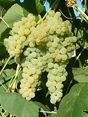 Vigne sans pépin 'Lakemont'