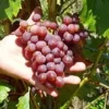 Vigne 'Lidi'