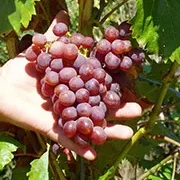 Vigne 'Lidi'