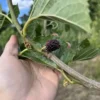 Mûrier 'Black Italia'