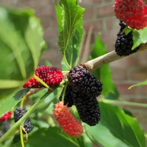 Mulberry trees