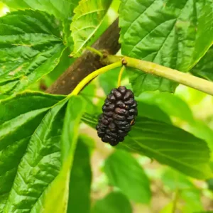 Mûrier 'Illinois Everbearing'