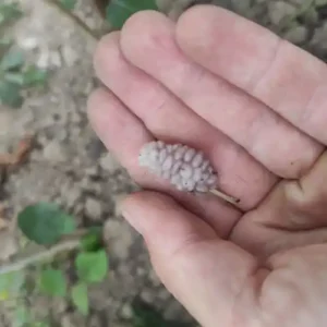 Mûrier 'Lavendel'