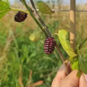 Mûrier 'Leonard'