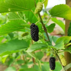Mûrier 'Wellington'