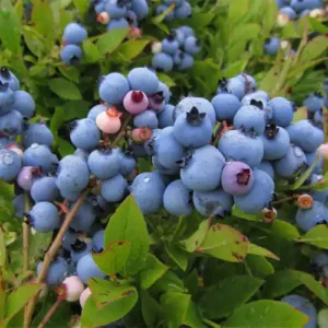 Myrtillier 'Earliblue'