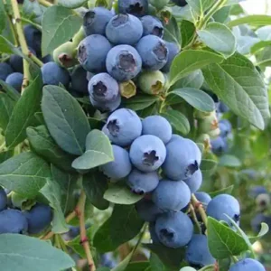 Myrtillier 'Bluecrop'