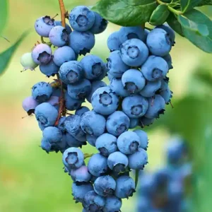 Myrtillier 'Elliott'
