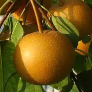 Nashi 'Hayatama'