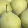 Nashi-poire 'Shin Li'