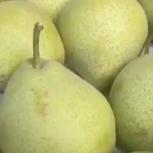 Nashi-poire 'Shin Li'