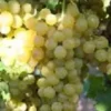 Vigne Palatina