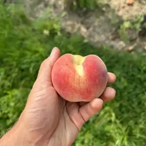 Pêcher de Moncheaux