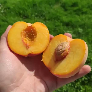 Peach trees