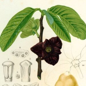 Asiminier 'Mango'